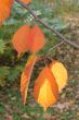 Yellow-orange autumn leaves