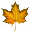 maple leaf