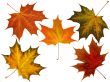 maple leaves