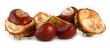 chestnuts on white