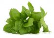 pile of fresh green basil #2