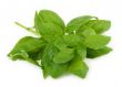 pile of fresh green basil