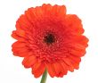top of gerbera