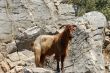 Wild mountain goat