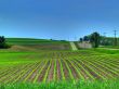 Spring Crop Fields