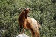 Wild mountain goat