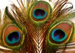 Peacock Feathers