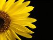 Sunflower Macro