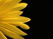 Sunflower Macro