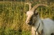 classic goat