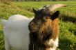 brown-white goat