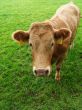 Curious Cow