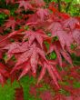 Japanese Maple