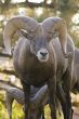 Rocky Mountain bighorn ram