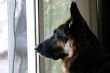 German Shepherd profile