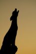 Silhouette Coyote Howling 2