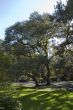 Trees, Grass, Shadows