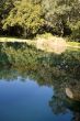 Koi Pond with Reflections