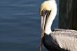 Horizontal Portrait of Brown Pelican