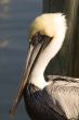 Brown Pelican Portrait