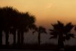 Row of Silhouetted Palm Trees