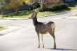 Buck in Road