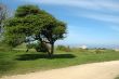 Tree in the wind