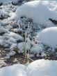 Winter view