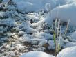 Winter view