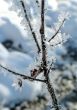 Winter view