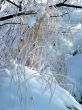 Winter view