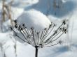 Winter view