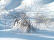 Winter view