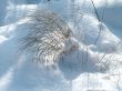 Winter view