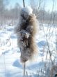 Reed in winter