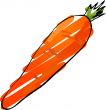 Carrot sketch
