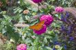 Monarch on Purple Flower