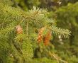 Fir Bough and Cones