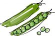 Peas sketch