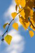 autumn leaves