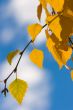 autumn leaves