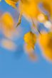 autumn leaves