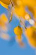 autumn leaves