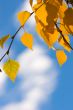 autumn leaves