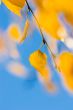 autumn leaves