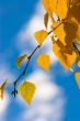 autumn leaves