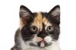 Portrait kitten