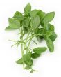 fresh green basil