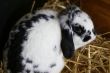 Little black and white rabbit.