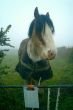 big horse, foggy morn